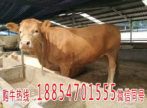 漳浦縣養(yǎng)牛場小黃牛價格與畜牧漁業(yè)飼料銷售分析